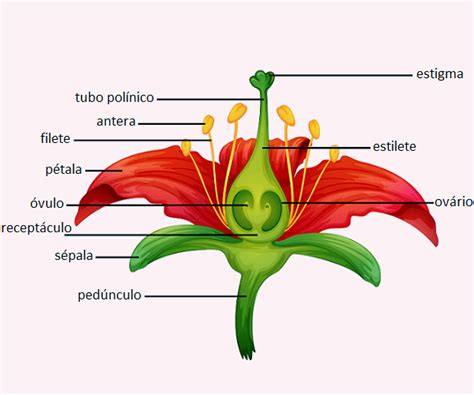 Lista Imagen Partes De La Flor Y Sus Funciones El Ltimo