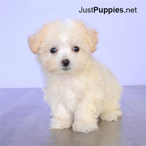 Florida puppies is the best puppy finder website to find the puppy you want, from the best vetted orlando fl puppy breeders & companies. Puppies for Sale - Orlando FL - Justpuppies.net