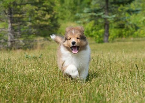 Rushwind Shelties - Shetland Sheepdog Puppies For Sale - Born on 04/30/2023
