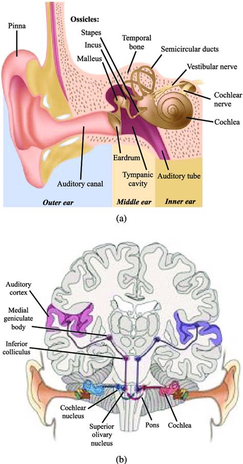 A Schematic Illustration Of The Auditory Anatomy B Afferent