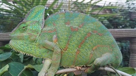 How Big Do Chameleons Get Average Weight And Growth Chart Pet Keen