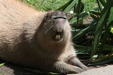 Animais Com Dentes Grandes