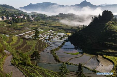 Terrace Scenery In Sw China Cn