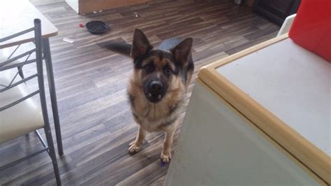 11 Month Old German Shepherd For Sale In Grimsby Lincolnshire Gumtree