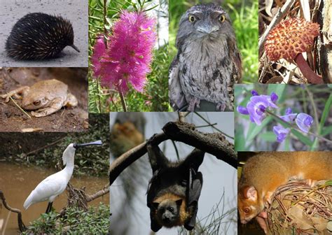 Manfaat Keanekaragaman Hayati Flora Dan Fauna Terbaru