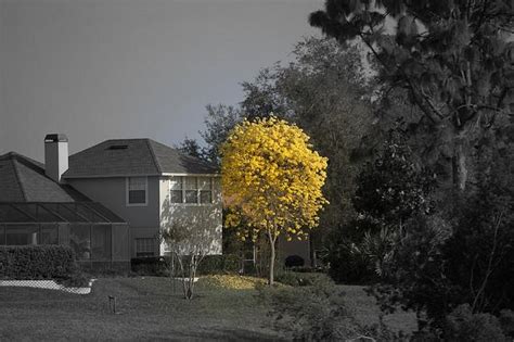 35 Dramatic Examples Of Selective Color Photography