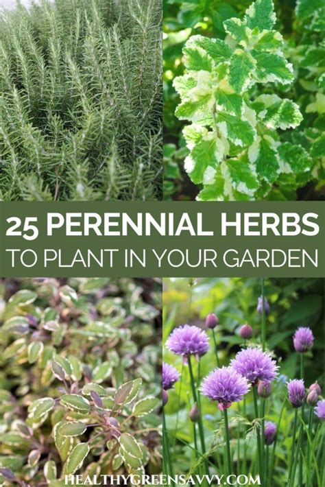 Perennial Herbs To Grow In Your Garden Healthygreensavvy