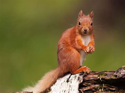 Britains Last Red Squirrel Population Being Infected With Deadly Virus
