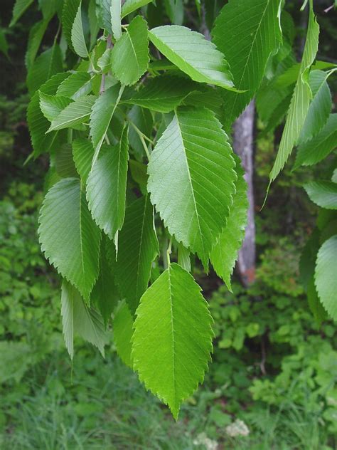 Ulmus Americana 100 X American Elm Seeds Garden And Patio Plants Seeds