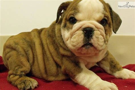 1,181 likes · 26 talking about this. Puppies for Sale from Spring Valley Bulldogs - Member since February 2008