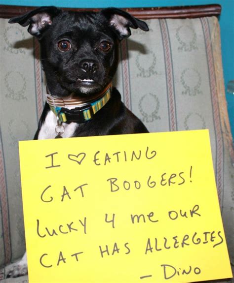 Some people who have allergies may be able to live with cats. I love eating cat boogers! Lucky for me our cat has ...
