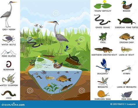 Ecosystem Of Pond With Different Animals Birds Insects Reptiles