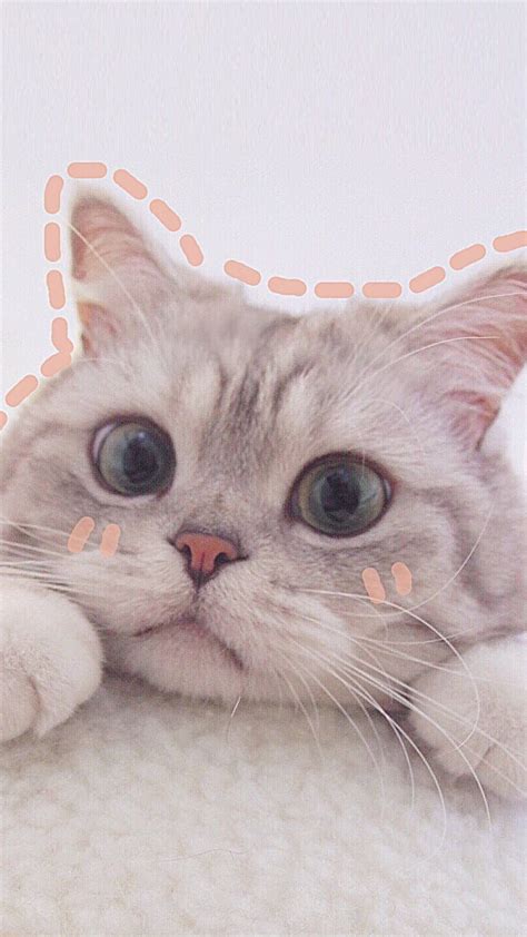 Pink Wallpaper Gambar Kucing Comel Kartun Cute Cat Ba