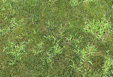 Fs1308 Crabgrass Control In Lawns For Homeowners In The Northern Us