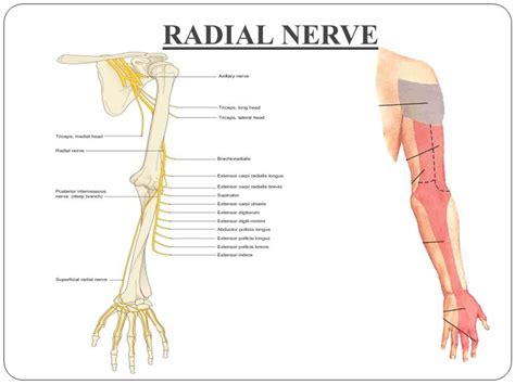 Muscle Of The Week Radial Nerve