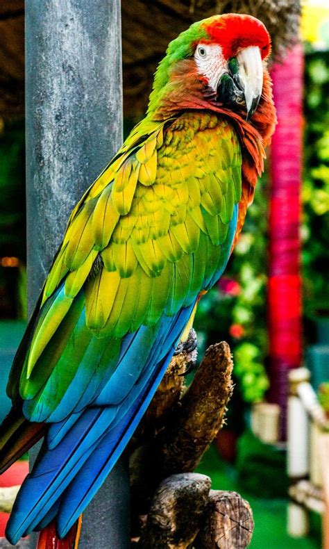 1402 Best Exotic Pet Birds Images On Pinterest Parrots Beautiful