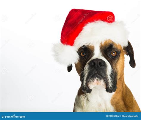Boxer Dog In Santa Hat Royalty Free Stock Image Image 28326386
