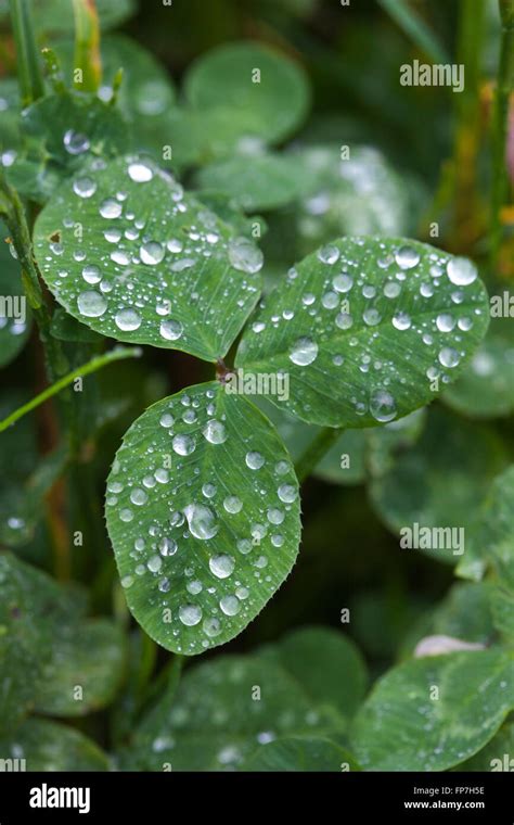 Large Braod Leaf Clover Leaves Covered In Tiny Drops Of Jewel Like Rain Stock Photo Alamy