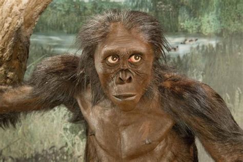 Google Celebrates Lucy The Hominid S 41st Birthday Social News Daily