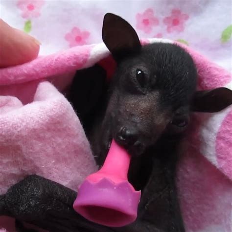 We Are Pretty Sure There Is Nothing Cuter Than A Premature Baby Bat