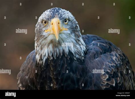 American Bald Eagle Haliaeetus Leucocephalus Portrait Stock Photo