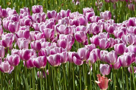 Purple Tulips Stock Photo Image Of Greenery Nature 24775650