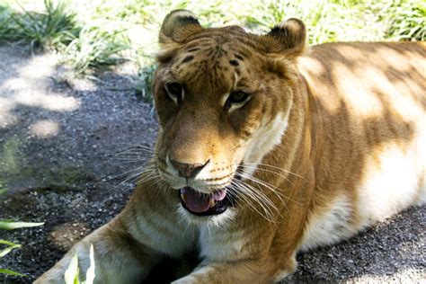 Tigon Facts 11 Things You Didnt Know About These Tiger Lions