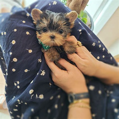 We believe we have the best full service store, but if you find that you are looking for something that is not in our store let. Toby - Micro Yorkie M. | PetMe Teacup Puppies