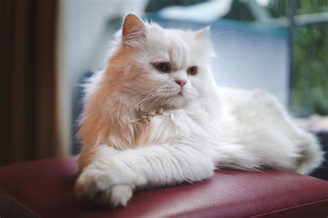 You know your cat better than anyone. 100+ Names for Persian Cats: Ideas for Regal and Posh Cats ...