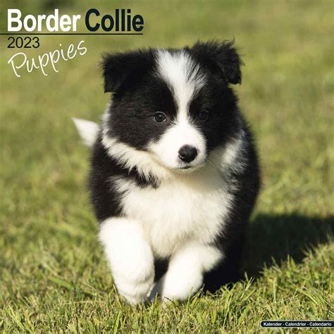 Buy 2022 2023 Border Collie Puppies Dog Breed Monthly Wall 12 X 24