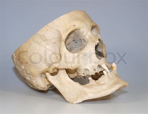 Real Human Skull Used Like Teaching Material Stock Photo Colourbox