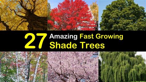 27 Amazing Fast Growing Shade Trees