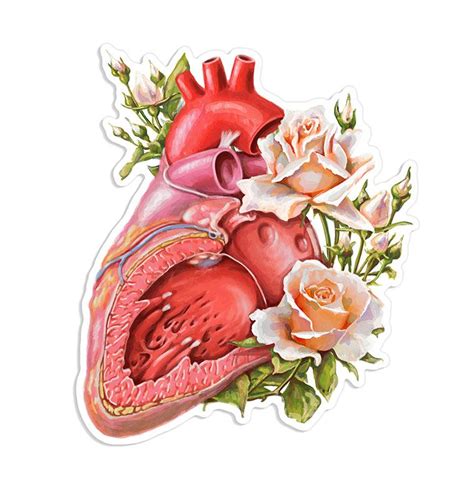 Heart Anatomy Sticker Nurse T Codex Anatomicus
