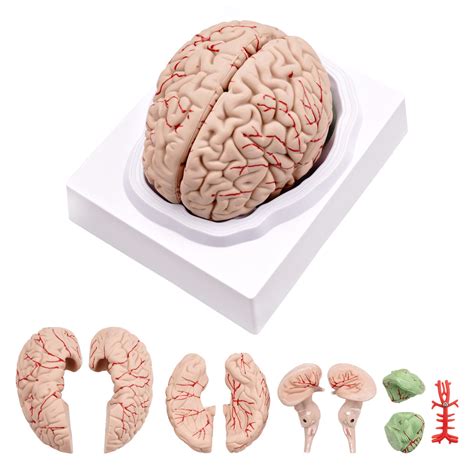 Buy Human Brain Model Anatomical Accurate Brain Model 8 Parts Magsoar