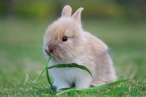 Kaninchen Tier Steckbrief Für Kinder And Schule