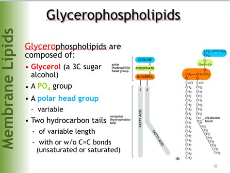 Glycerol And Fatty Acids