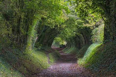 Adrian Davies Imaging Tree Tunnel Halnaker Mill Sussex Uk