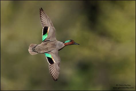 Green Winged Teal Birding In Bc Community