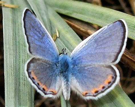 Acmon Blue Butterfly Plebejus Acmon Bugguidenet