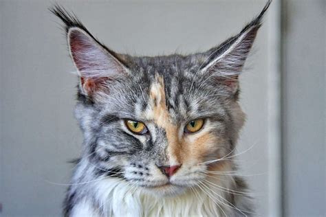 Maine Coon Cat Breed Information And Characteristics Daily Paws
