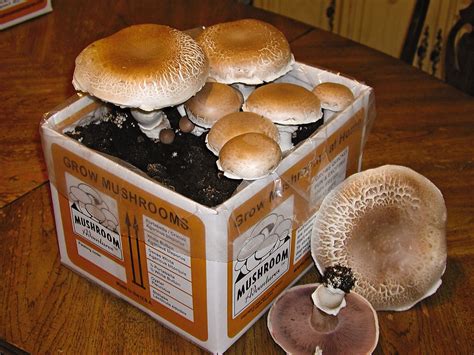 giant portabella mushroom growing kit gardener s supply