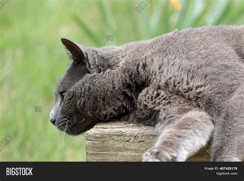 Grey Cat Lying Down On Image And Photo Free Trial Bigstock