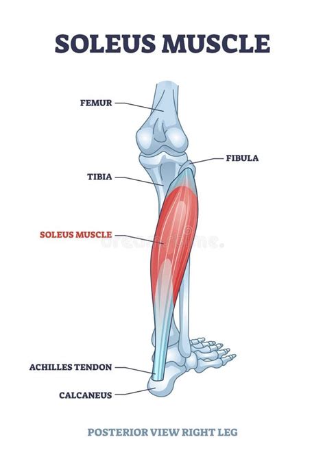 Muscle Soléaire Avec Ossements Anatomiques Des Jambes Structure