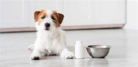 Dog Supplements For Homemade Food Which Do You Need