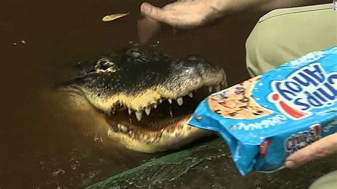 Man Tosses Alligator Through Wendys Drive Thru Cnn Video