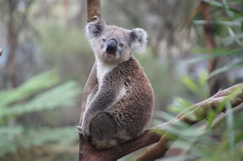 무료 이미지 단 야생 생물 동물원 포유 동물 휴식 동물 상 오스트레일리아 게으른 척골가 있는 껴안다 유대