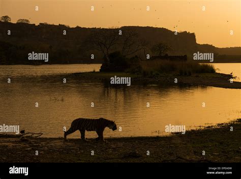 Wild Indian Tiger Walking Along A Lake At Sunset In Ranthambore