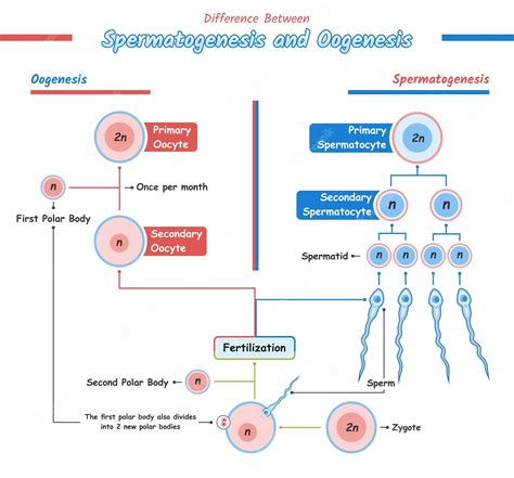 Différence Entre Ovogenèse Et Spermatogenèse Tirage Simple Vecteur