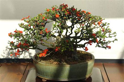 How To Grow Flowering Quince Chaenomeles Gardeners Path