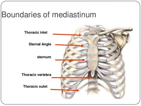 Mediastinal Imaging And Masses